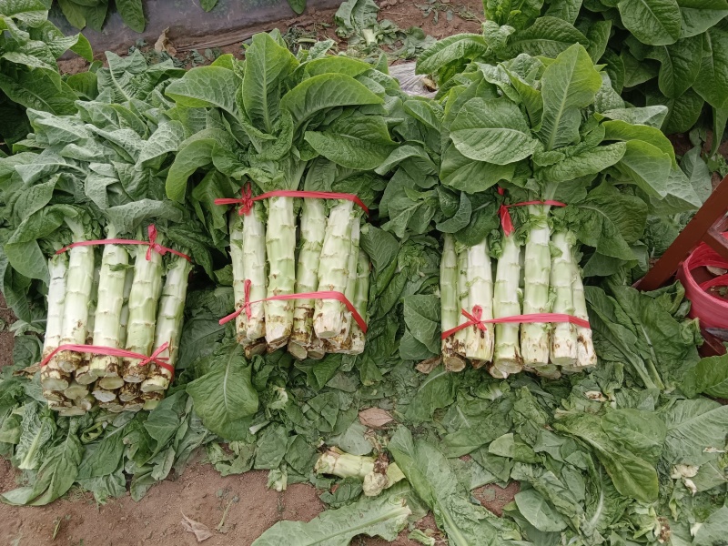 露天头茬新鲜圆叶青莴笋现砍现发基地供应上货速度快