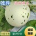 梦露流星，蜜露流星，精选货源产地直发，高糖耐运输