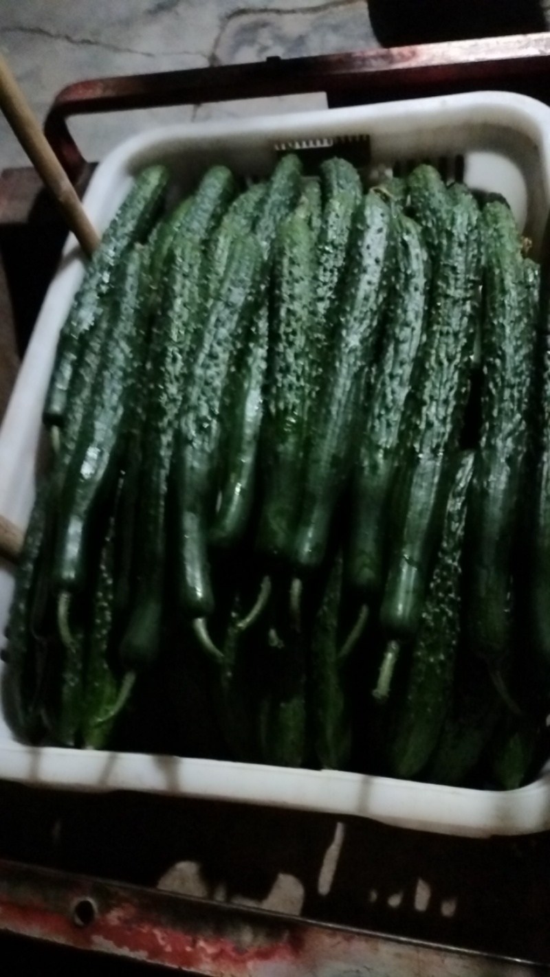 黄瓜