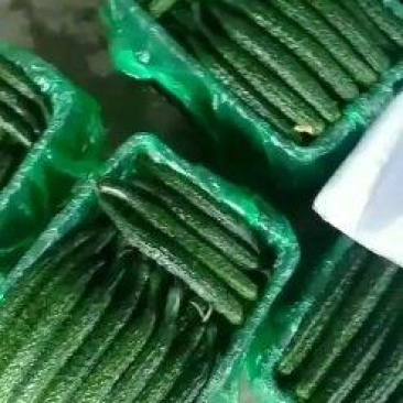 黄瓜