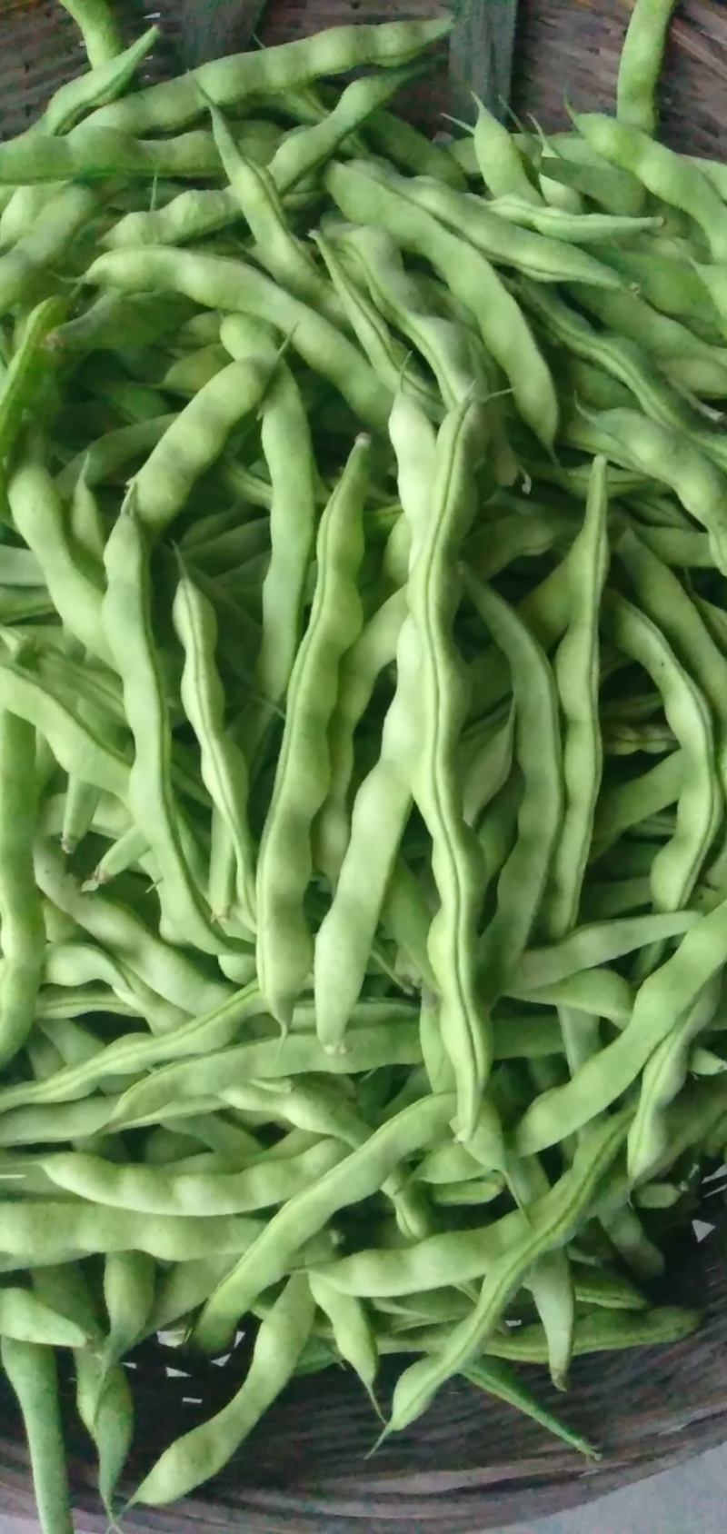 大青豆