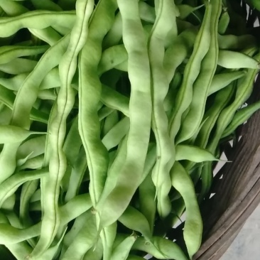 大青豆