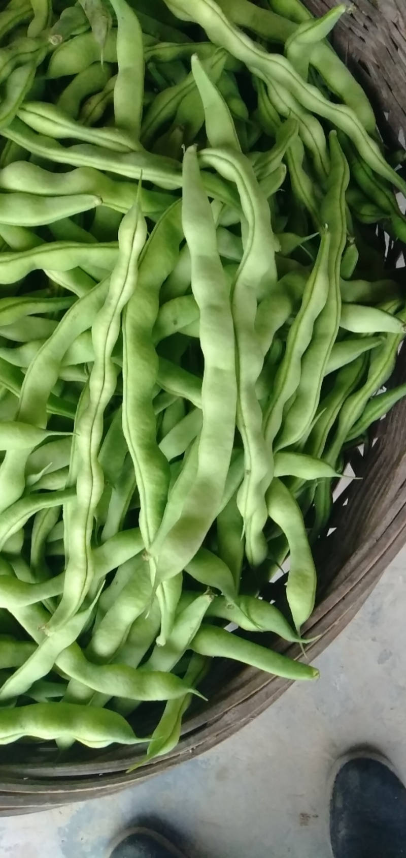 大青豆