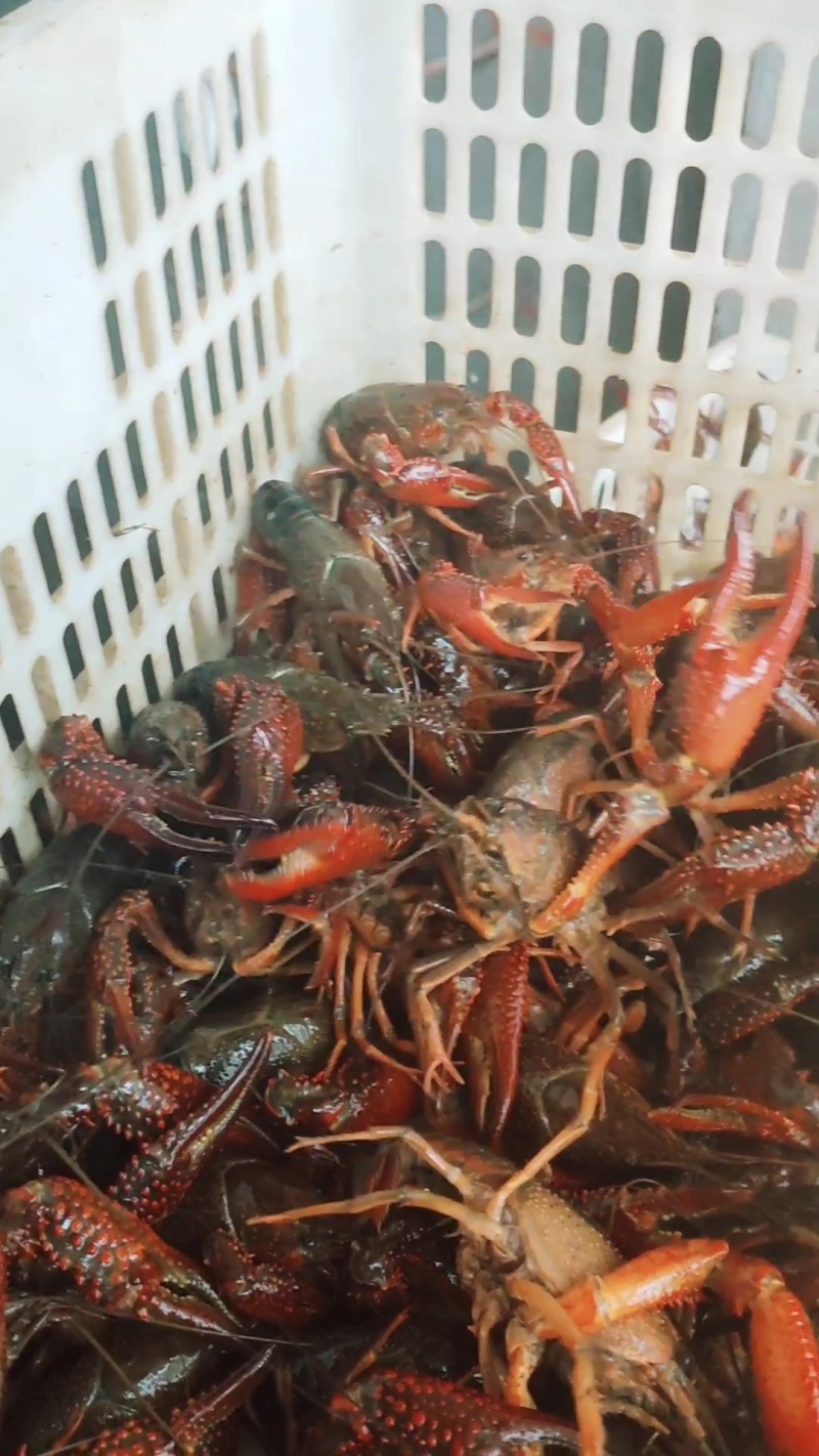 小龙虾中红炮头硬规格湖北潜江洪湖酒店专用全国包邮