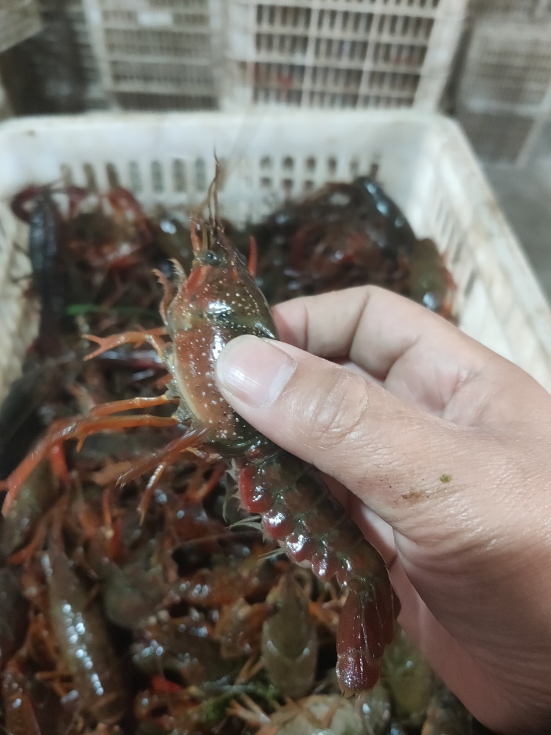 小龙虾中红炮头硬规格湖北潜江洪湖酒店专用全国包邮