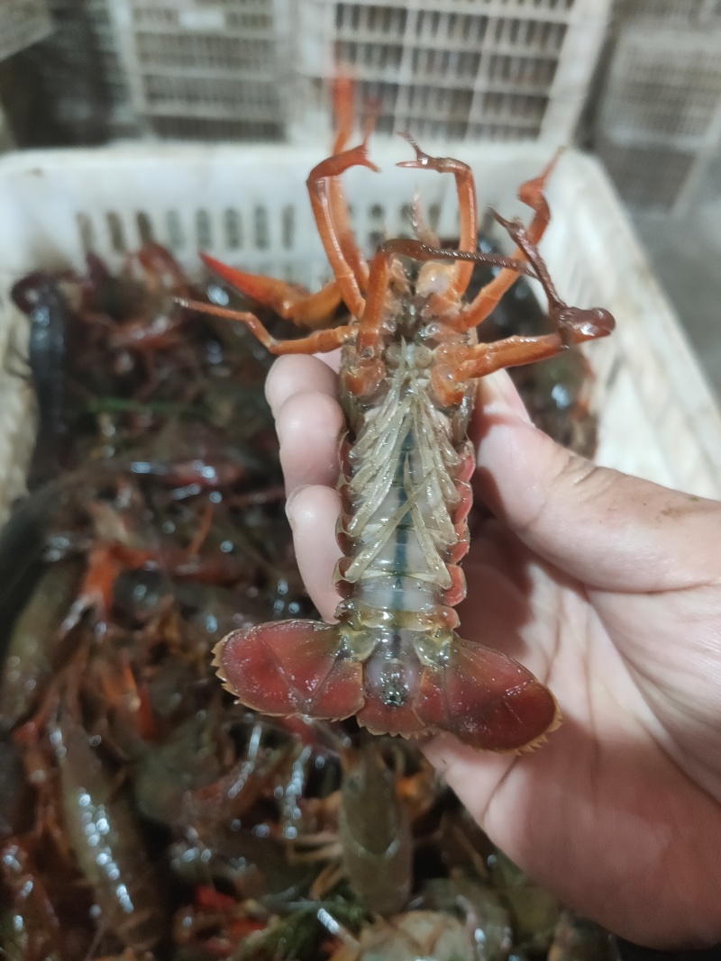 小龙虾中红炮头硬规格湖北潜江洪湖酒店专用全国包邮