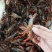 小龙虾中红炮头硬规格湖北潜江洪湖酒店专用全国包邮