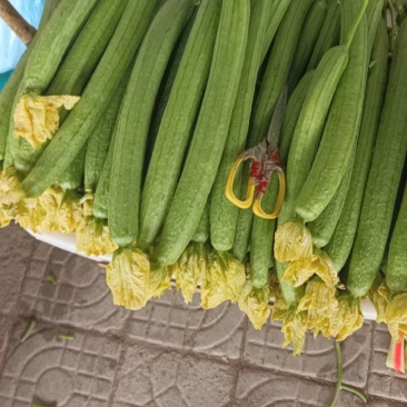 鲜花丝瓜大量上市