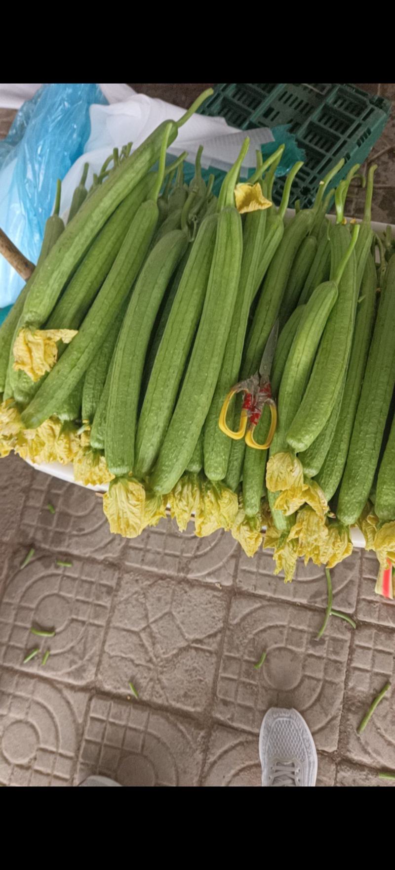 鲜花丝瓜大量上市