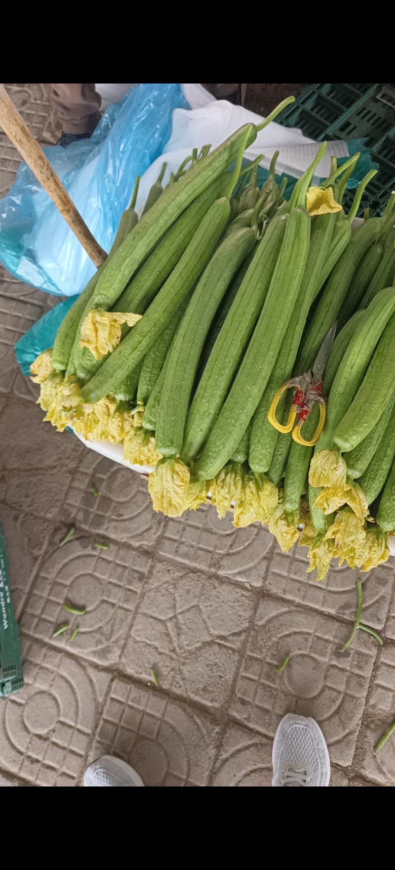 鲜花丝瓜大量上市