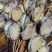 鲍鱼肉全熟鲍鱼肉活鲍鱼加工一手货源价格便宜欢迎采购