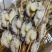 鲍鱼肉全熟鲍鱼肉活鲍鱼加工一手货源价格便宜欢迎采购