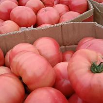 内蒙古赤峰西红柿普罗旺斯西红柿大量供货对接全国市场档口
