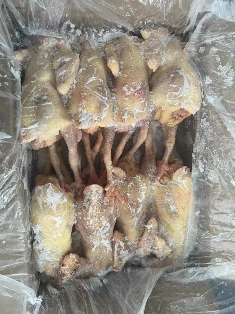 二级老母鸡，工厂直发全新货。