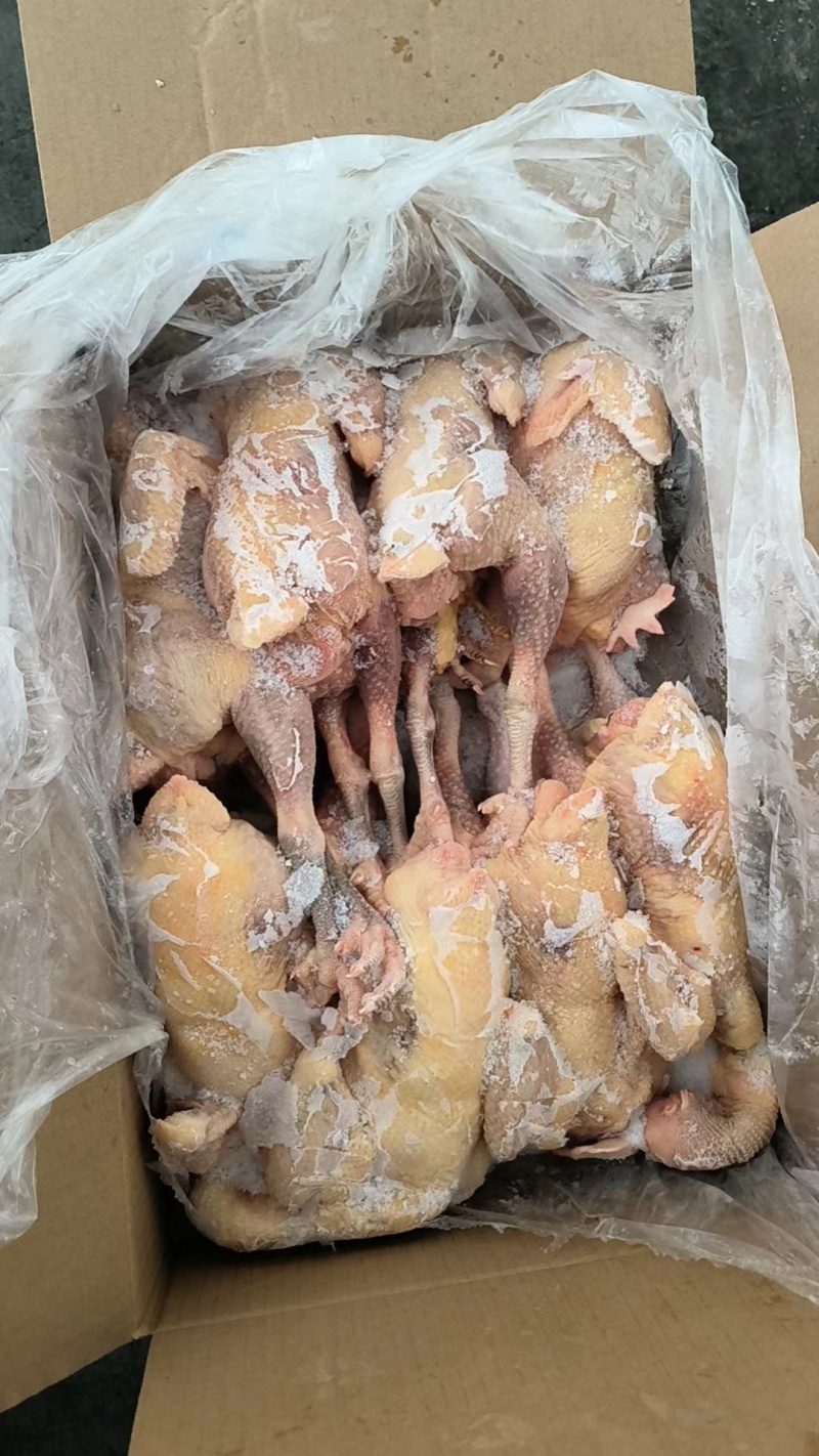 二级老母鸡，工厂直发全新货。
