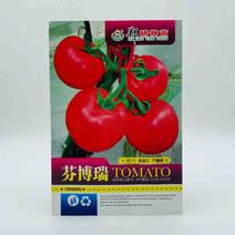 芬博瑞番茄种子抗TY大果粉红色品种种子