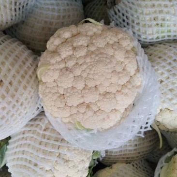 白花菜花产地直达量大货优各类应季蔬菜