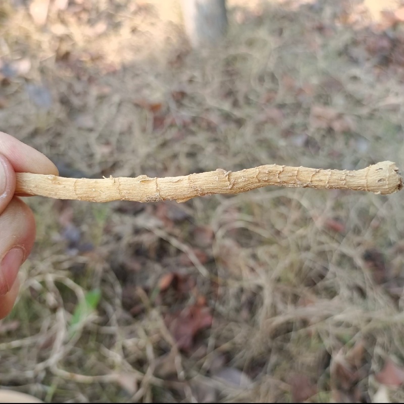 大别山野生干玉竹统货干货