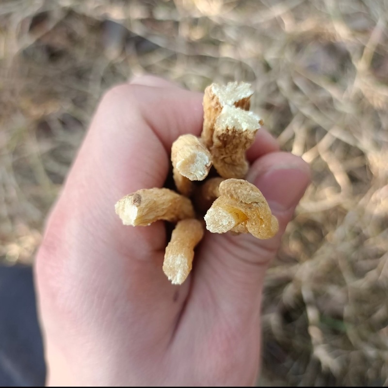 大别山野生干玉竹统货干货
