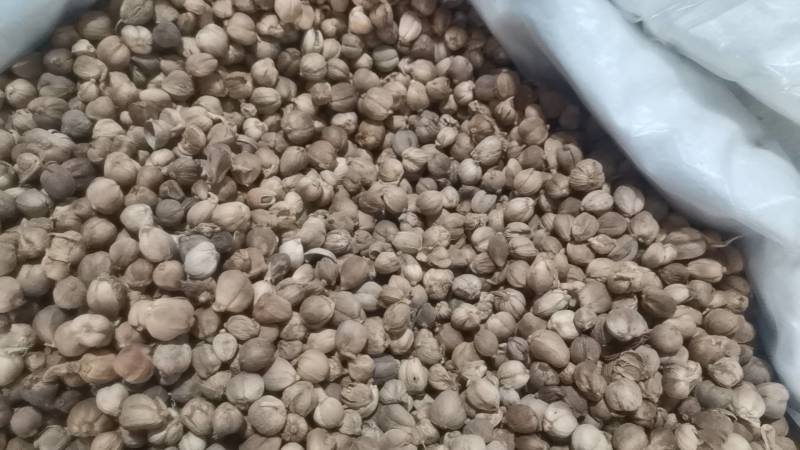白蔻仁白豆蔻白扣纯干无硫火锅烧肉可打粉香料大