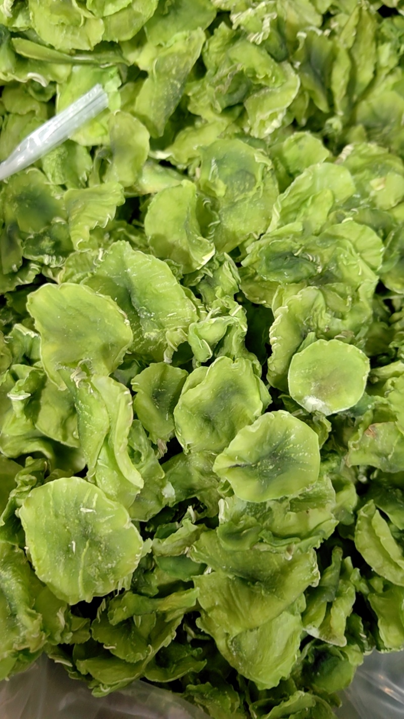 脱水莴笋片江苏基地直供质量保证一手货源欢迎订购
