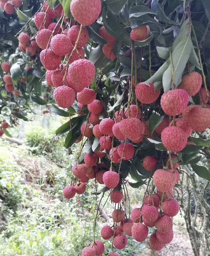 白糖罂