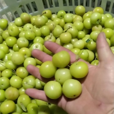 油甘油柑果产地直发可视频看货量大从优欢迎咨询
