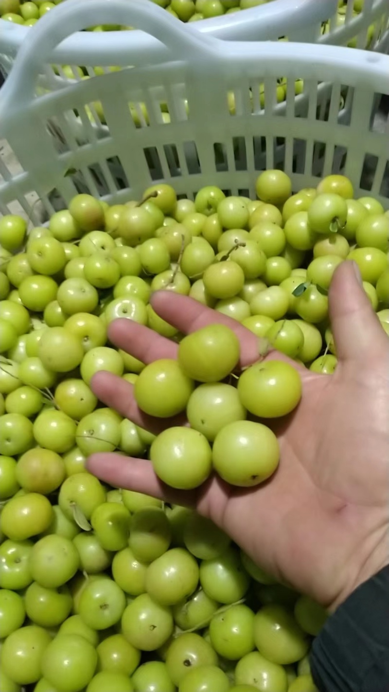 油甘油柑果产地直发可视频看货量大从优欢迎咨询
