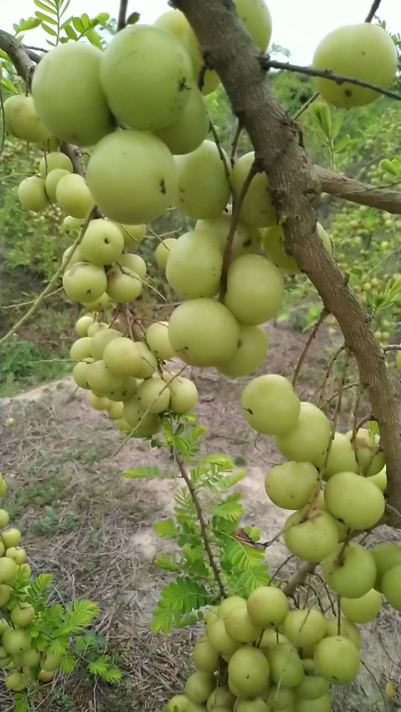 油甘油柑果产地直发可视频看货量大从优欢迎咨询