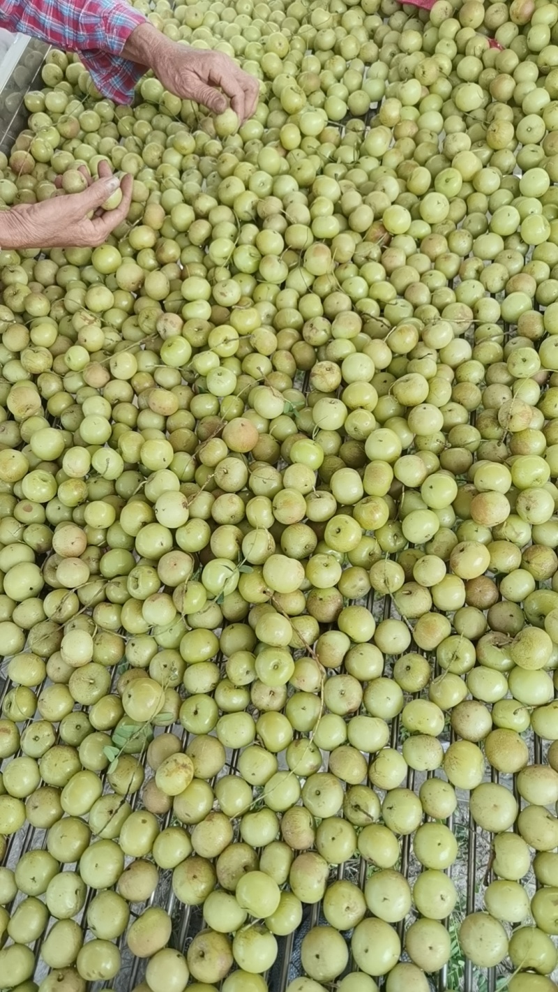 油甘油柑果产地直发可视频看货量大从优欢迎咨询