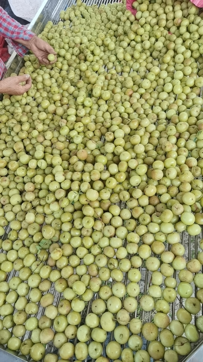 油甘油柑果产地直发可视频看货量大从优欢迎咨询