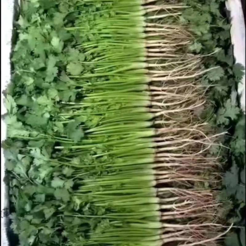 精品大叶香菜
