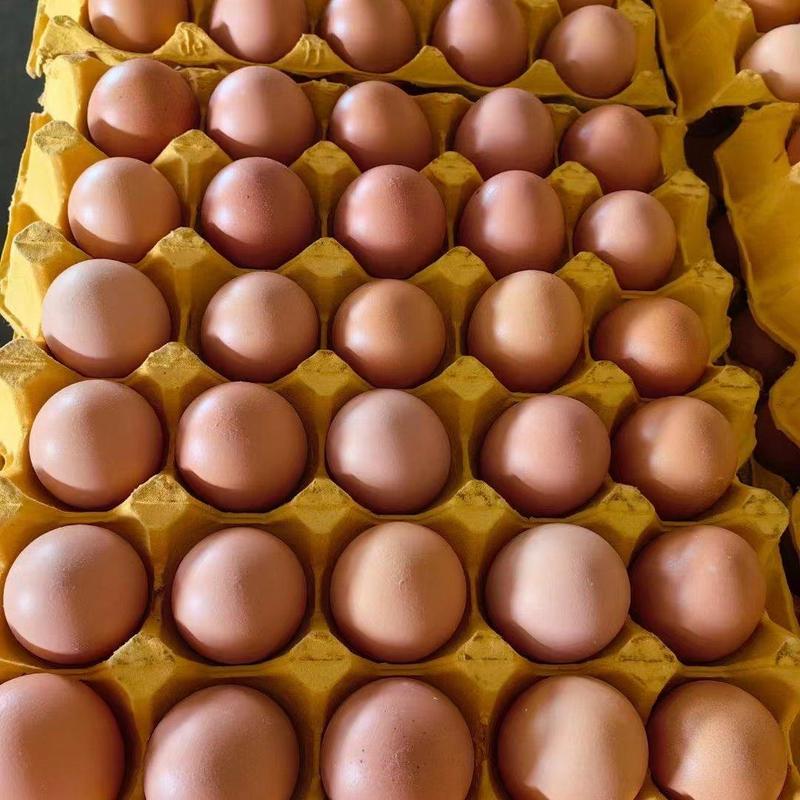 红壳鸡蛋40-46码大量现货蛋场基地直供