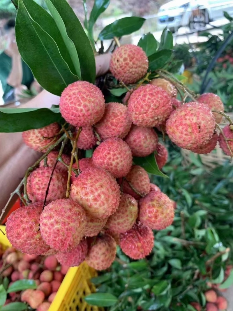 桂味