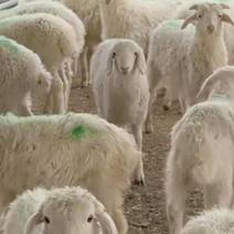 本人常年各品种羊代办