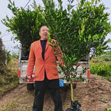 耙耙柑（春见）柑桔苗果实甘甜细嫩多汁营养丰富