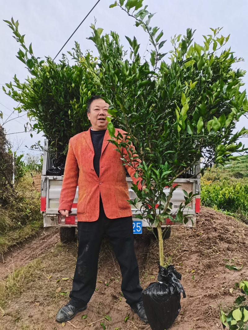 耙耙柑（春见）柑桔苗果实甘甜细嫩多汁营养丰富