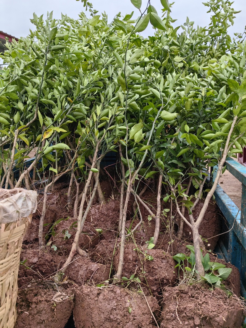 耙耙柑（春见）柑桔苗果实甘甜细嫩多汁营养丰富