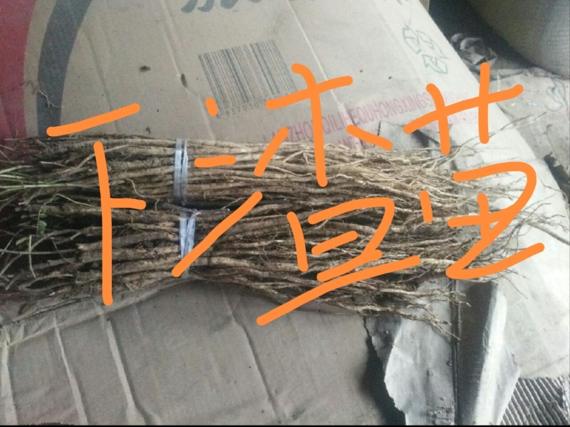 岷县优质黄芪苗