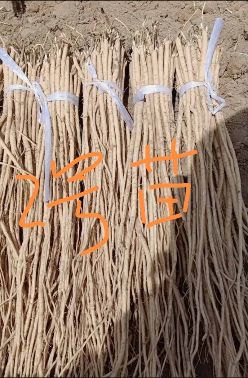 岷县优质黄芪苗