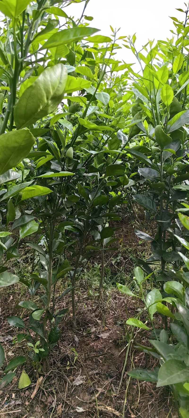 耙耙柑（春见）柑桔苗果实甘甜细嫩多汁营养丰富