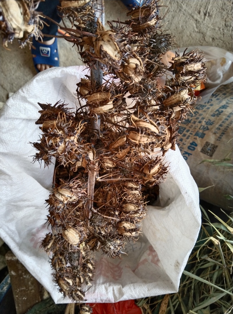 蓖麻，云南高油高品质花蓖麻，出油率高，籽粒大