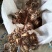 蓖麻，云南高油高品质花蓖麻，出油率高，籽粒大