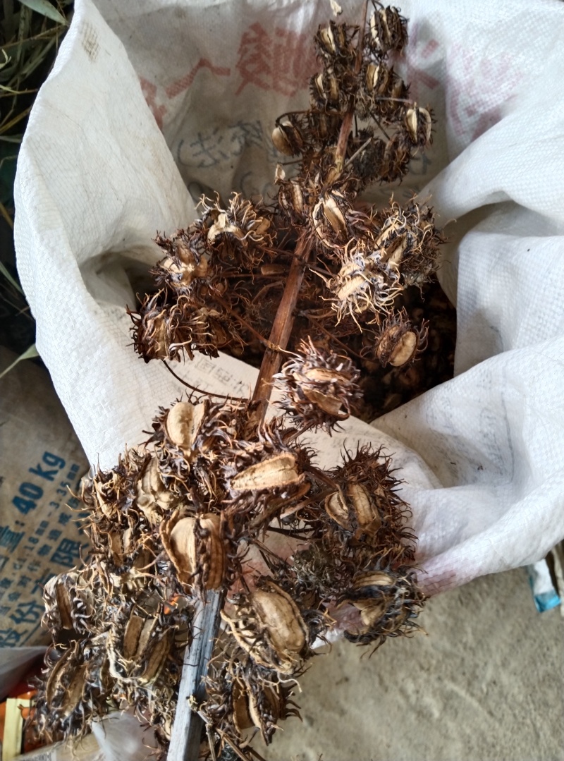 蓖麻，云南高油高品质花蓖麻，出油率高，籽粒大