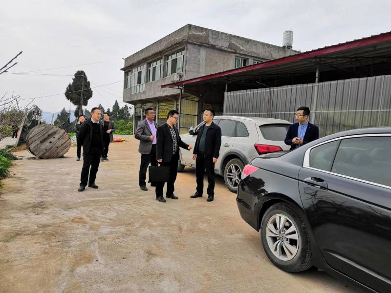 耙耙柑（春见）柑桔苗果实甘甜细嫩多汁营养丰富