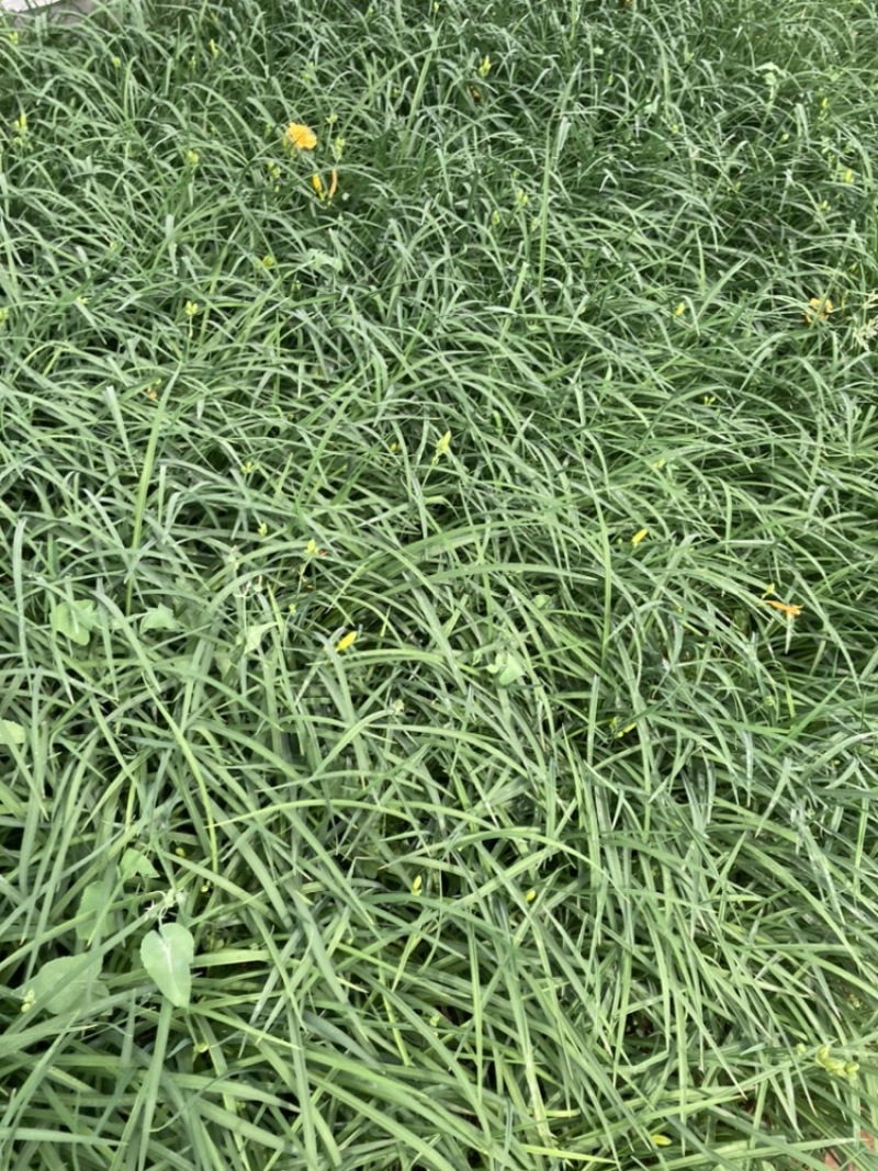 金娃娃萱草云南苗圃基地直销大量供应大杯苗