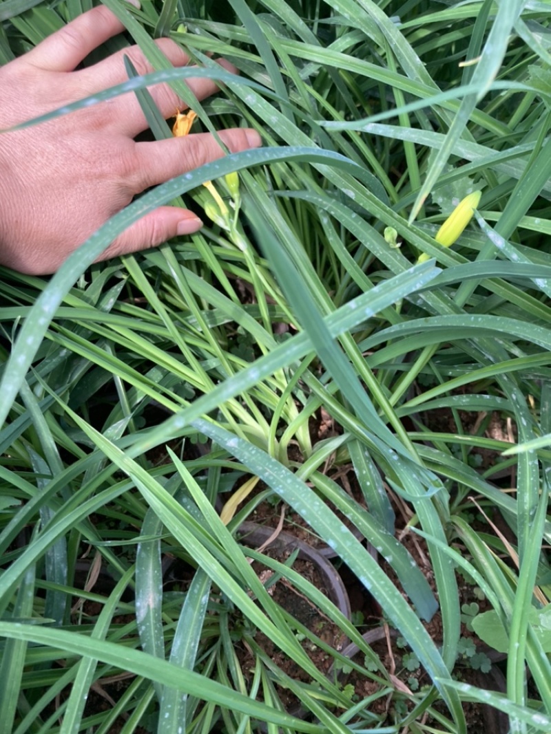 金娃娃萱草云南苗圃基地直销大量供应大杯苗
