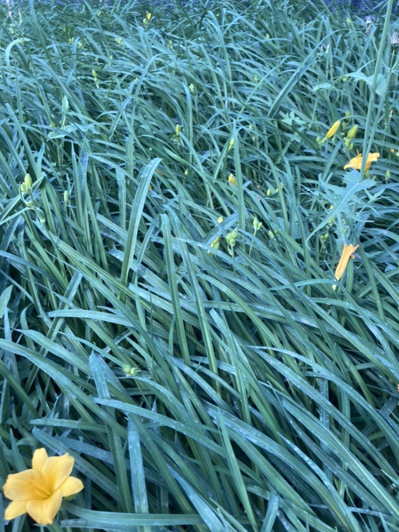 金娃娃萱草云南苗圃基地直销大量供应大杯苗
