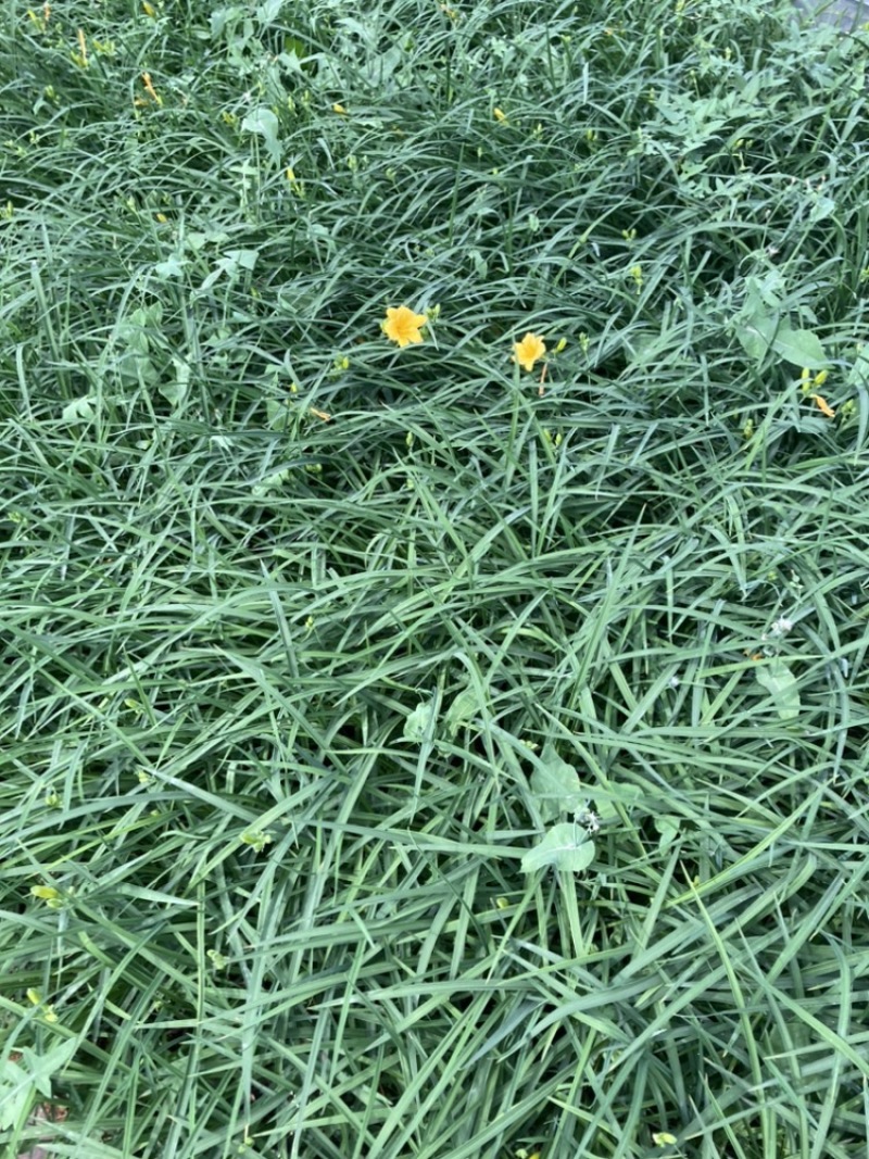 金娃娃萱草云南苗圃基地直销大量供应大杯苗