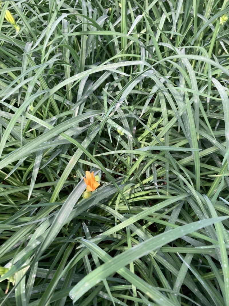 金娃娃萱草云南苗圃基地直销大量供应大杯苗